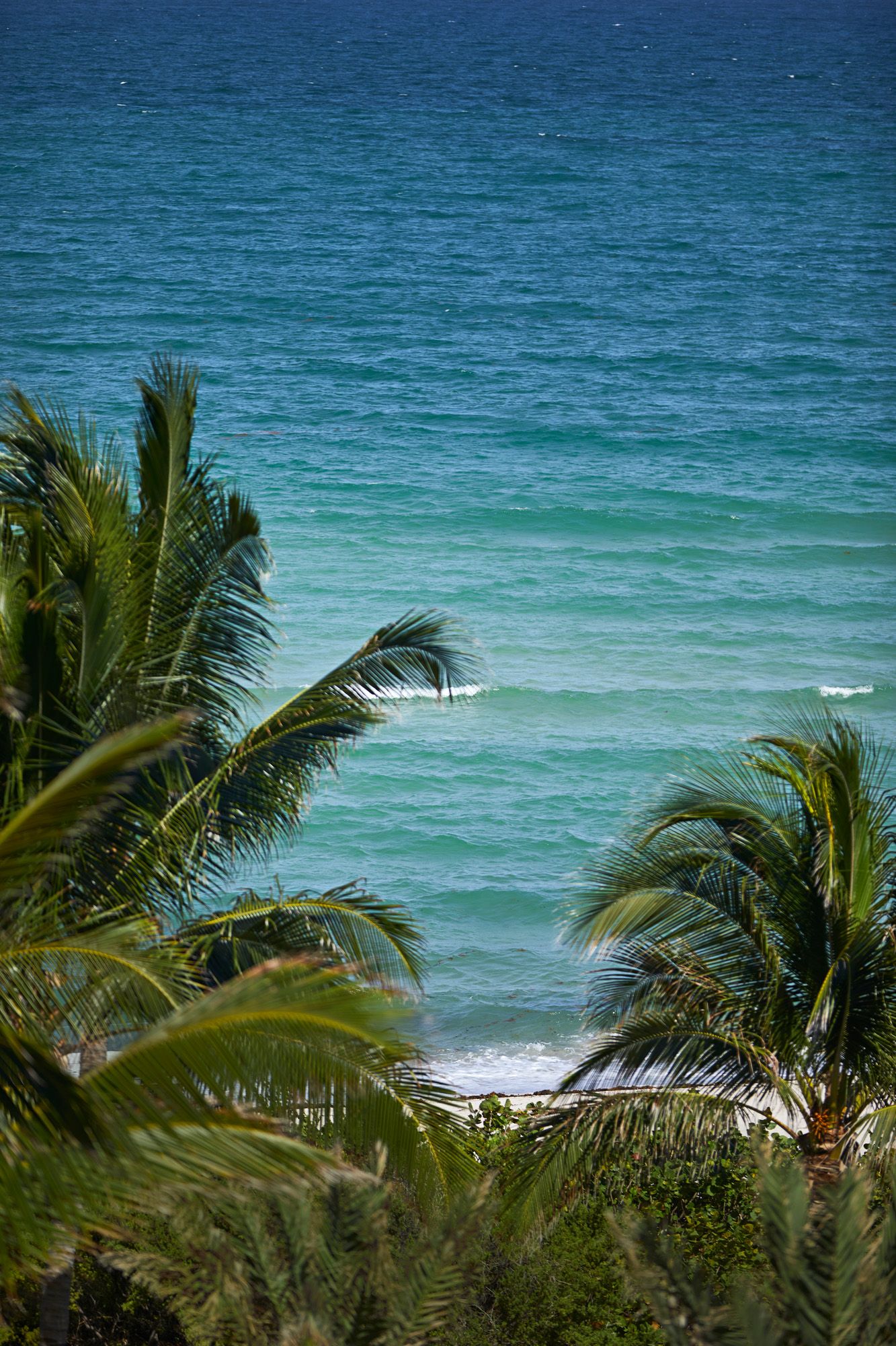 ocean with palm trees